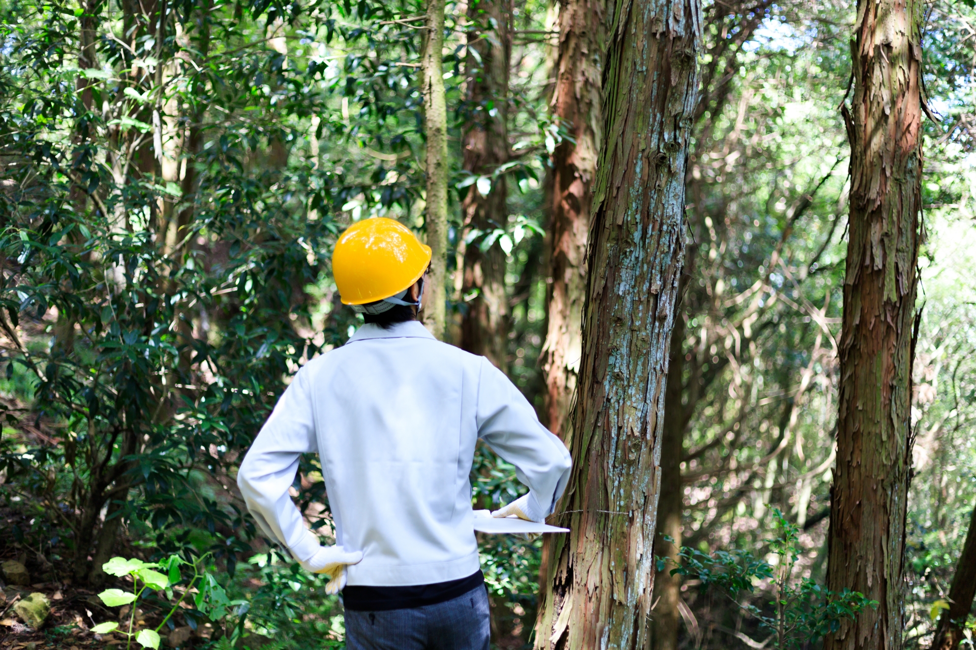 森林調査・測量
