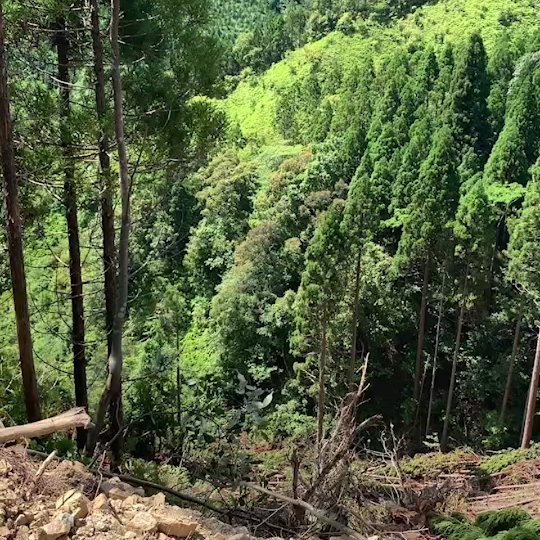 丸雄林業 施工事例写真